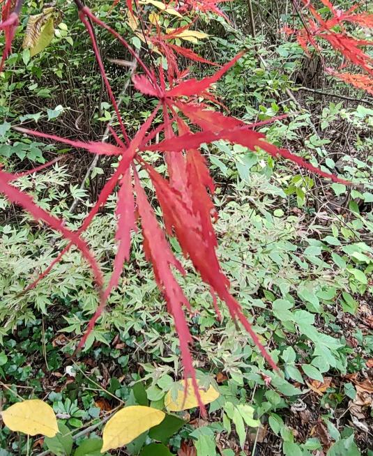 Hupp's Red Willow
