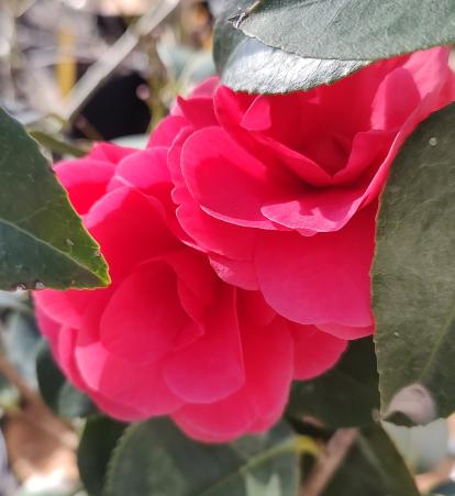 Arctic Rose