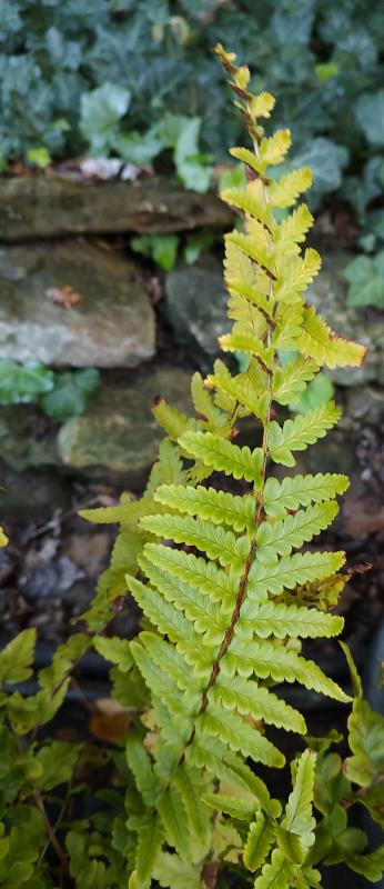 Tokyo Wood Fern