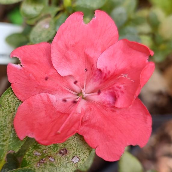 Blaauw's Pink