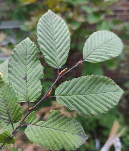 Pyramidalis