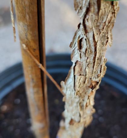 Shaggy Bark Maple