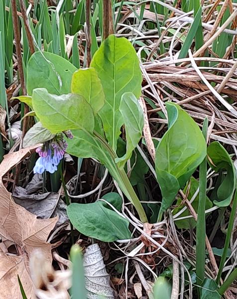 Virginia Bluebells