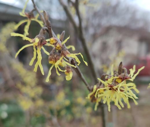 Harlow Carr