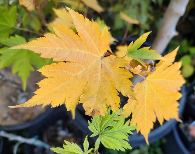 " Korean Butterfly Maple"