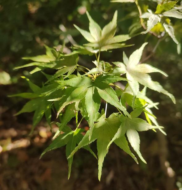 Sekka Yatsubusa